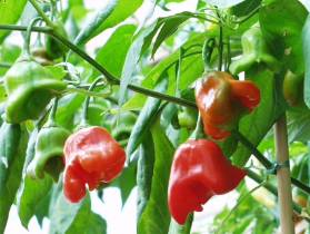 Peri Peri - Capsicum baccatum