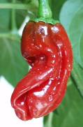 Peter Pepper - Capsicum annuum