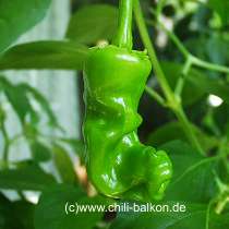 Peter Pepper unreife Frucht