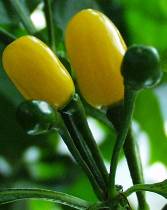 Pimenta de Cheiro Para - Capsicum chinense