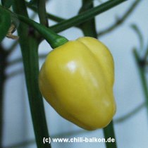 Pimenta Grande Laranjada - Capsicum chinense