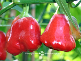 Pimenta Cambuci - Capsicum baccatum var. pendulum