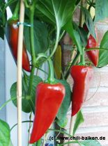 Pimenta del Piquillo - Capsicum annuum