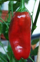 Pimiento de Padron - Capsicum annuum