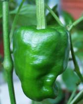 Pimiento de Padron - Capsicum annuum - unreife Frucht