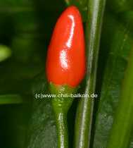 Pimiento de Manni - Capsicum annuum