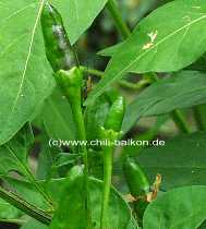 Pimiento de Manni - Capsicum annuum - unreife Frchte