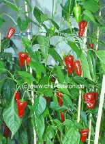 Pimiento de Padron - Capsicum annuum