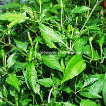 Pimiento de Manni - C. annuum - Pflanze