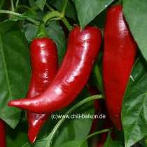 Pimiento Valparaiso - Capsicum annuum