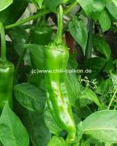 Pimiento Valparaiso - C. annuum - unreife Frucht