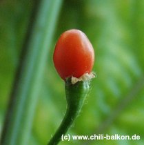 Capsicum praetermissum reife Frucht