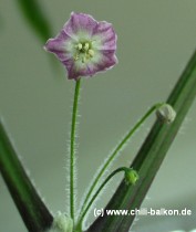 Capsicum praetermissum Blte