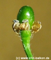 Capsicum praetermissum unreife Frucht