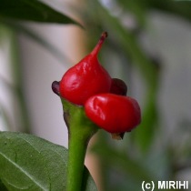 Purple Glow In The Dark - Capsicum annuum