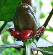 Purpur Paprika - Capsicum annuum