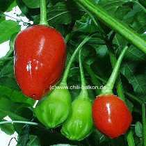 Rain Forest - Capsicum baccatum