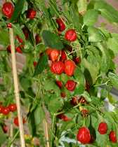 Rain Forest - Capsicum baccatum