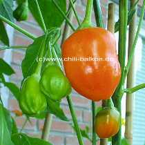 Rain Forest - Capsicum baccatum - Unreife Frchte