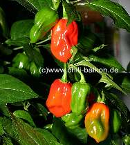 Habanero Red Savina 