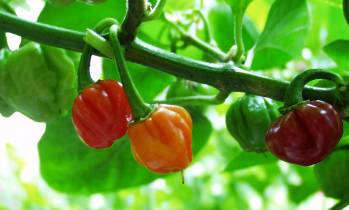 Rocotillo - Capsicum chinense