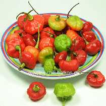 Rocotillo Antigua - Capsicum chinense