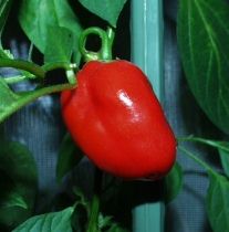 Rocoto Cuencano - Capsicum pubescens