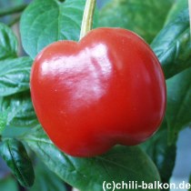 Rocoto Manzano - Capsicum pubescens