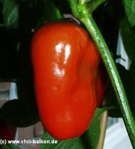 Rocoto wurzelfrmig - Capsicum pubescens