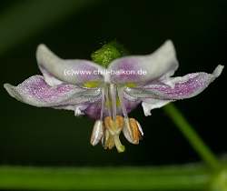 Rocoto #1 - Farbe der Staubgefe