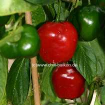 Rocoto Manzano Grande - Capsicum pubescens