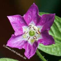 Rocoto Manzano Grande - Blte - Capsicum pubescens