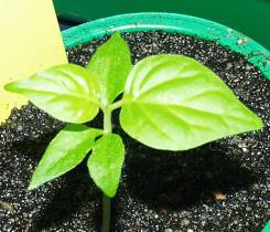 Scotch Bonnet mit 3 Keimblttern