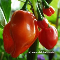 Scotch Bonnet Red