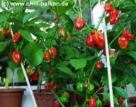 Scotch Bonnet Red Pflanze