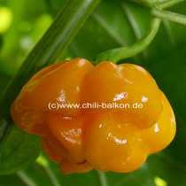 Scotch Bonnet Jamaica