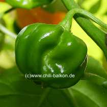 Scotch Bonnet Jamaica unreif