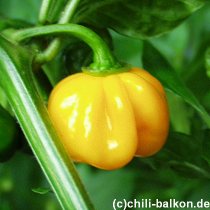 Scotch Bonnet Trinidad - C. chinense