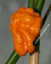 Antigua Scotch Bonnet - Capsicum chinense