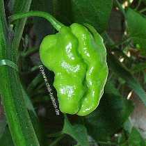 Scotch Bonnet Antigua - Capsicum chinense - Unreife Frucht