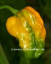 Scotch Bonnet Antigua - Capsicum chinense - Unreife Frucht