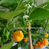 Scotch Bonnet Jamaica Pflanze