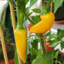 Sebes - Capsicum annuum