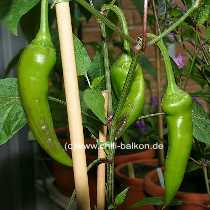 Sebes - Capsicum annuum - unreife Frchte