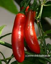 Serrano - Capsicum annuum