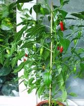 Serrano balin - C. annuum