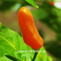 Capsicum frutescens - Tabasco