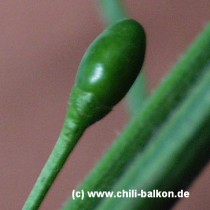 Tepin - Capsicum annuum