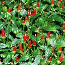 Thai Hot - Capsicum annuum