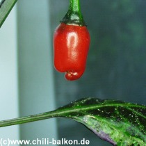 Tri Fetti - Capsicum annuum